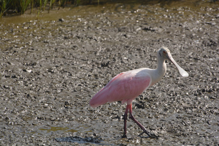 single spoonbill